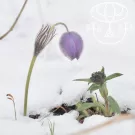 Жарок, Снежные цепи - Холодные Врата (Альбом) 2021