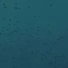 Панкмодернисты - Вьюга мне поёт (Сингл) 2022