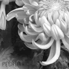 Pechora - Чужой Среди Безликих (Сингл) 2019