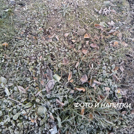 фото и напитки - праздничный альбом (Альбом) 2019
